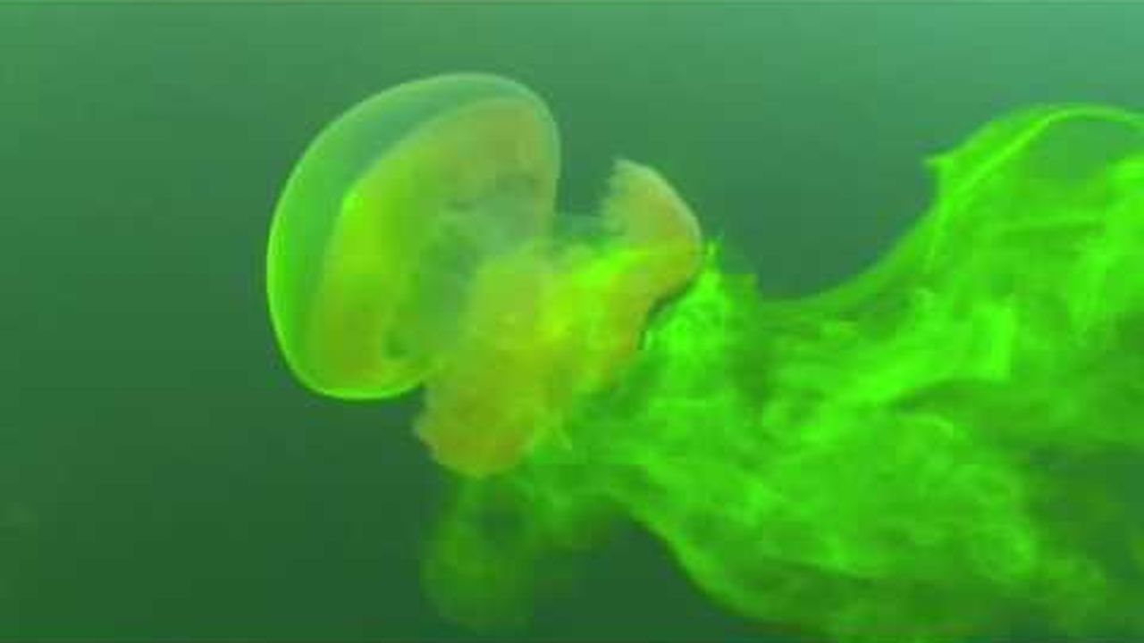 Preview thumbnail for Jellyfish are Stirring Up the Ocean