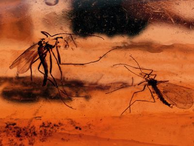 The first insect found trapped in ancient amber wasn’t a mosquito, but an overstuffed weevil.