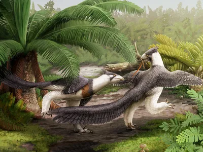 Hesperornithoides miessleri was a feathered dinosaur with many features we now associate with birds. 