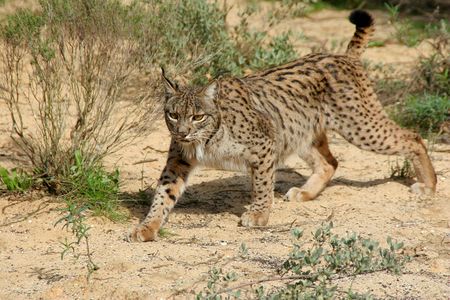 Though the Iberian lynx seemed destined for extinction, a conservation effort in Spain and Portugal has helped the population stabilize. 