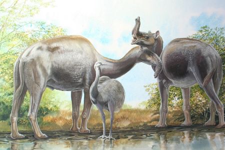 Illustration of Macrauchenia from the forthcoming book "Biggest, Fiercest, Strangest" W. Norton Publishers (in production)