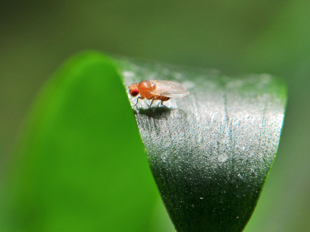 Can Fruit Flies Be Bred to Detect Cancer?