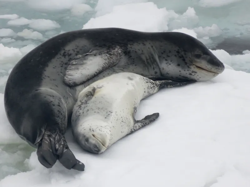 A leopard seal shelters her pup on an iceberg off the Antarctic