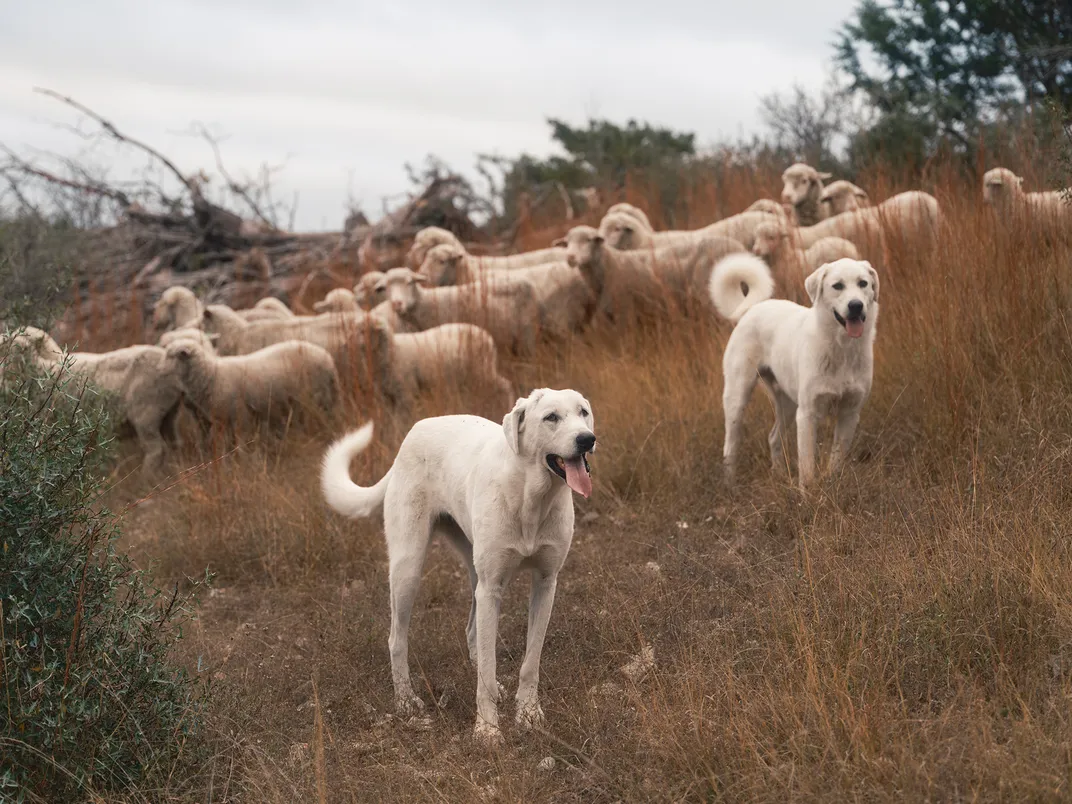 two akbash-Great Pyrenees mixes