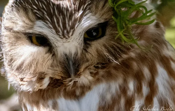 Northern Saw Whet Owl thumbnail