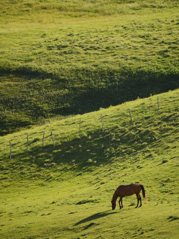 A grazing horse thumbnail