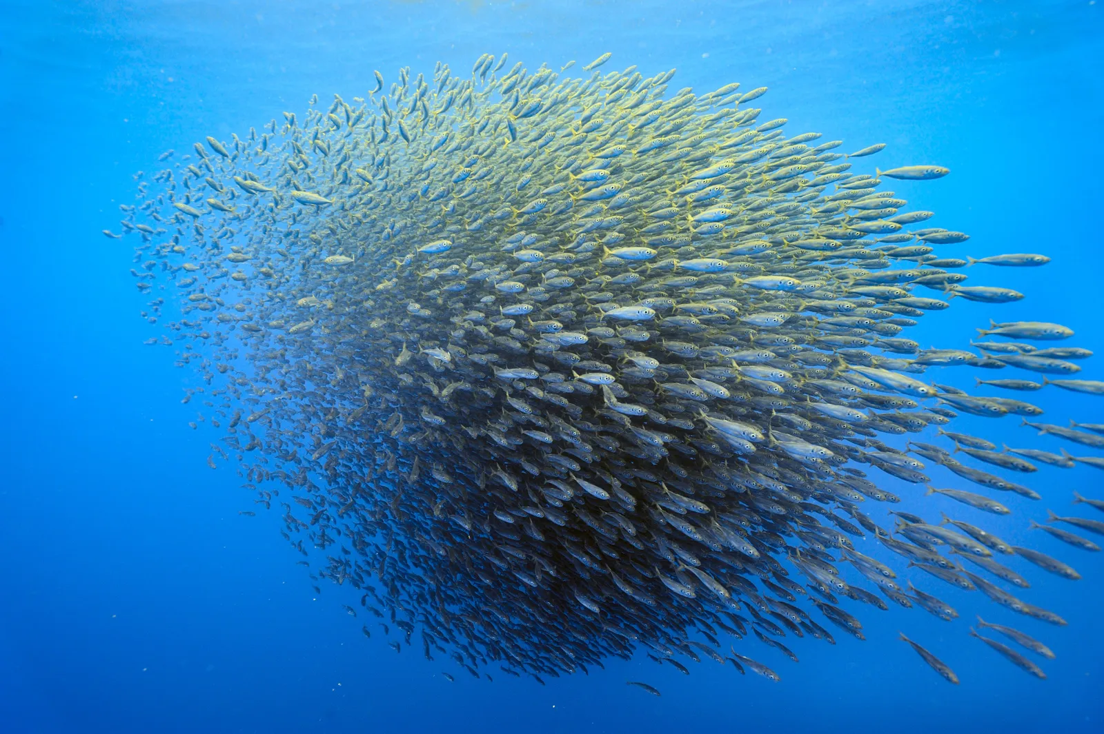 We're Terrible at Distinguishing Real And Fake Schools of Fish | Smart News | Smithsonian Magazine