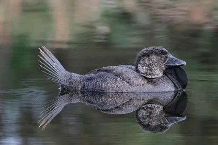 Musk ducks join an elite group of non-human animals that can mimic speech.