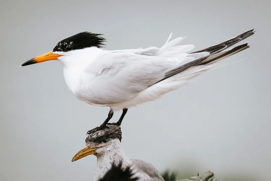 How 'Seabird Sue' Blends Art and Science to Attract Birds Back to Lost Habitat
