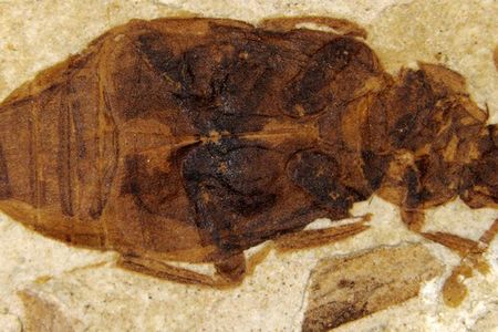 A carrion beetle fossil from the Cretaceous period. 