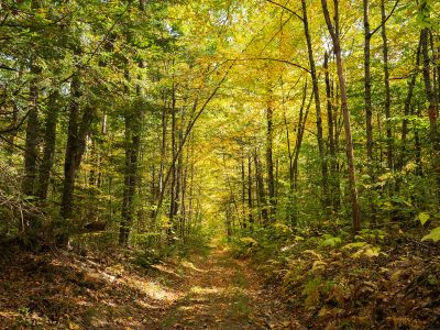 Leaf senescence creates a golden canopy over a trail in the Harvard Forest.