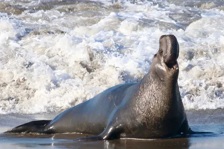 Male elephant seals can weigh up to 4,400 pounds.