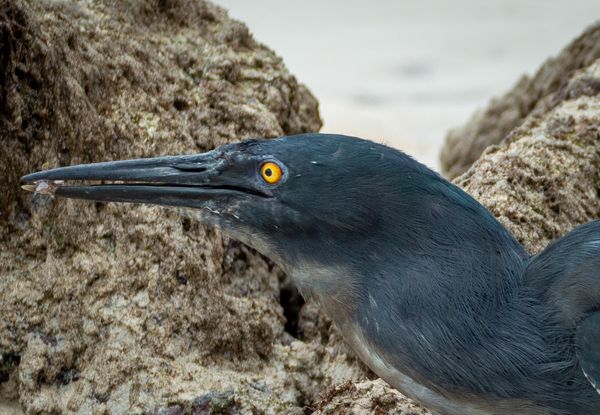 Lava Heron with Catch thumbnail