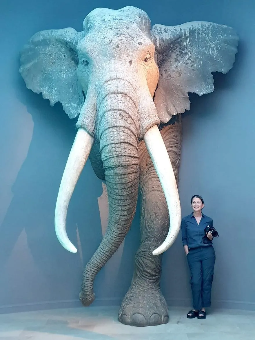 Archaeologist next to replica elephant