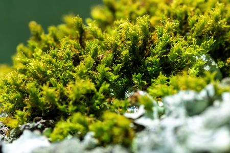 Bryophytes in the tropics are threatened due to lack of information and research. (Jorge Alemán, STRI)