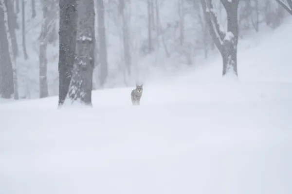 Coyote in the snow thumbnail