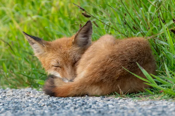 A young fox's peaceful nap thumbnail