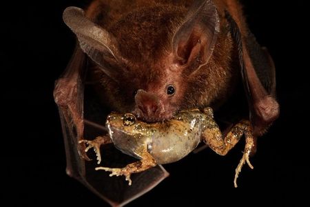 A fringe-lipped bat bits into a túngara frog.