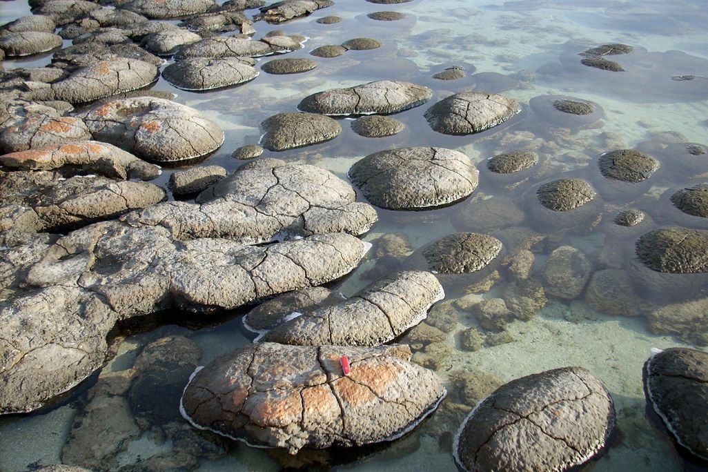 SharkBaystromatolites.jpg