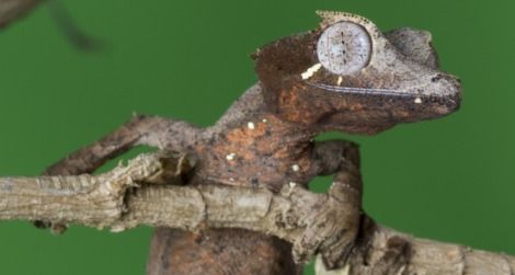 The Leaf-tailed Gecko