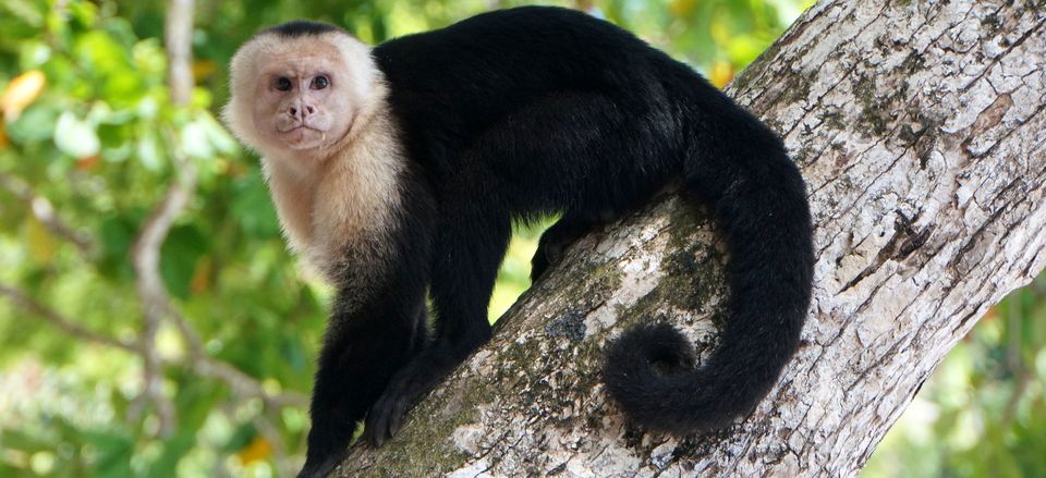  White-faced Capuchin monkey 