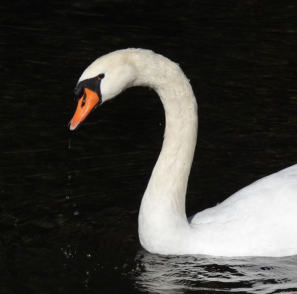A Beautiful Swan thumbnail