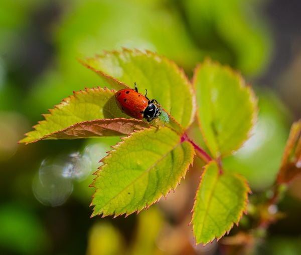 Ladybird Eating An Aphid thumbnail