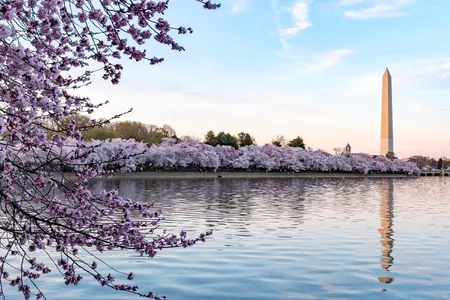 The National Park Service predicts that peak bloom will take place between April 2 and 5.