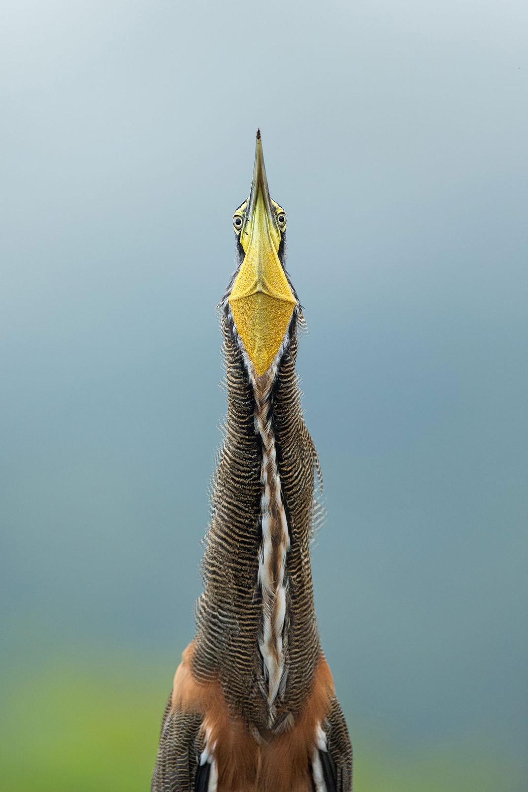 A Bare-throated Tiger-Heron stares down the photographer head-on, giving a full view of its long neck