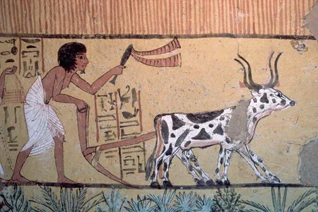 Researchers found that human joint-bone density remained pretty high until recently in our evolutionary history, around the same time that humans began switching from hunting and gathering to farming.