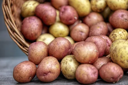 Indigenous communities in the Andes domesticated the potato between 6,000 and 10,000 years ago.