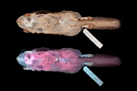 The team analyzed 135 squirrel specimens under visible and ultraviolet light
