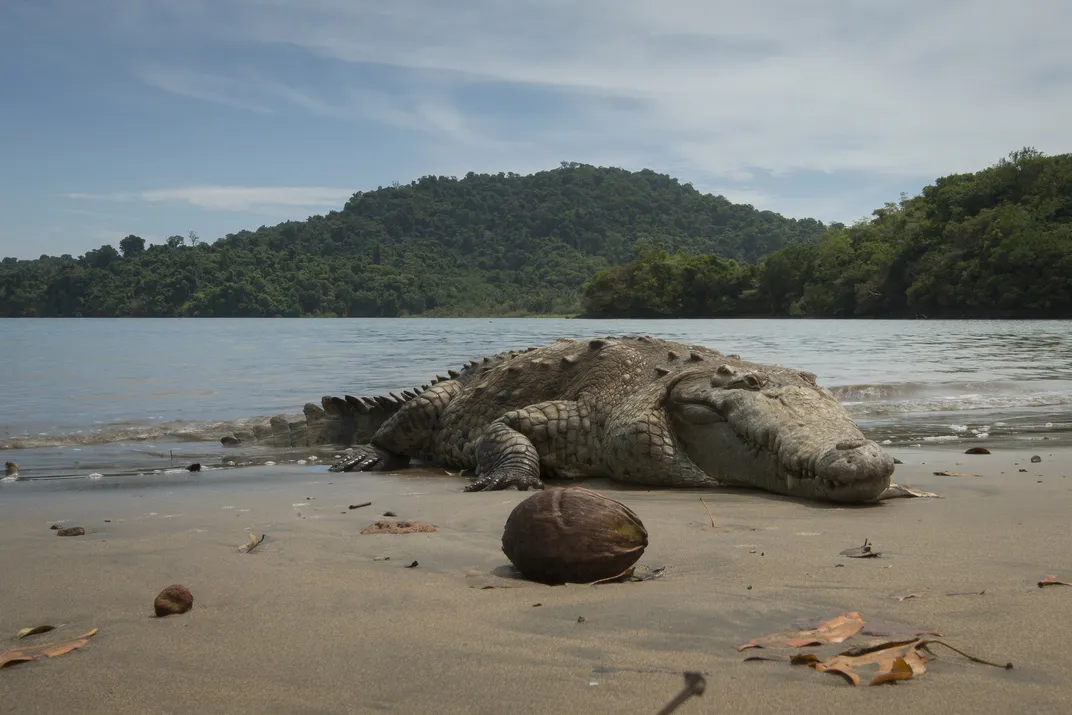 American crocodile on Coiba Island