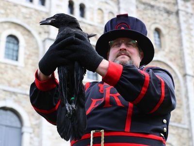 Ravenmaster Chris Skaife holds Branwen, the newest bird to join the Tower of London's roost.