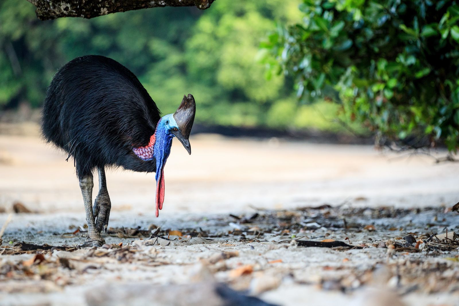 These Big, Fierce Birds Found Love in Australia—and Laid the First Southern Cassowary Eggs at the Adelaide Zoo in 34 Years