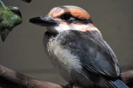 A 41-day-old Guam kingfisher chick at the Smithsonian's National Zoo and Conservation Biology Institute. With fewer than 140 Guam kingfishers left in the world, all living in human care, every chick is precious.