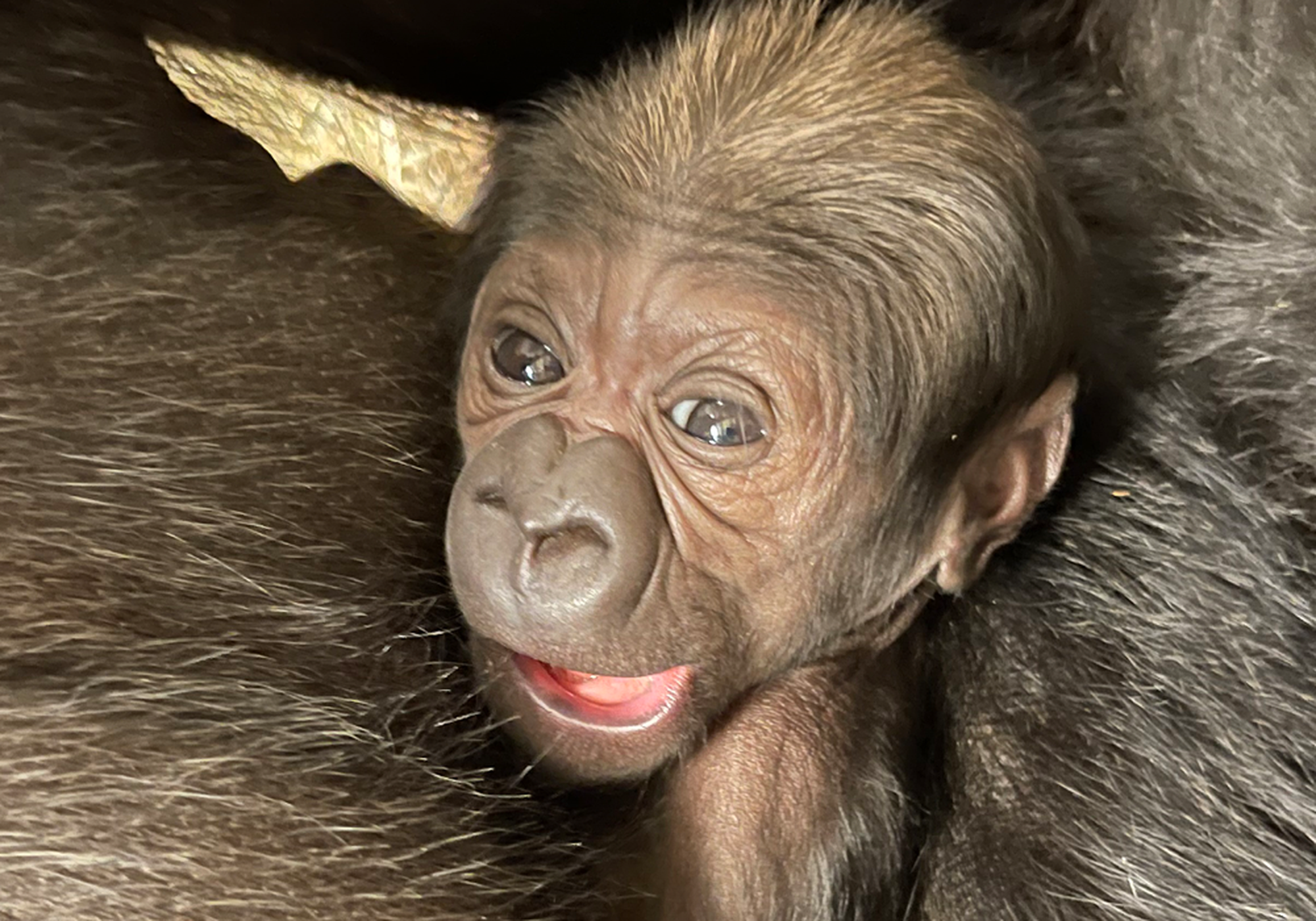 Oh, Baby! Meet Some of the Zoo's Newest Arrivals | Smithsonian Voices ...
