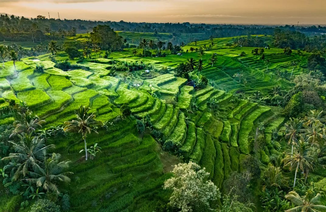 The Jatiluwih Rice Terraces