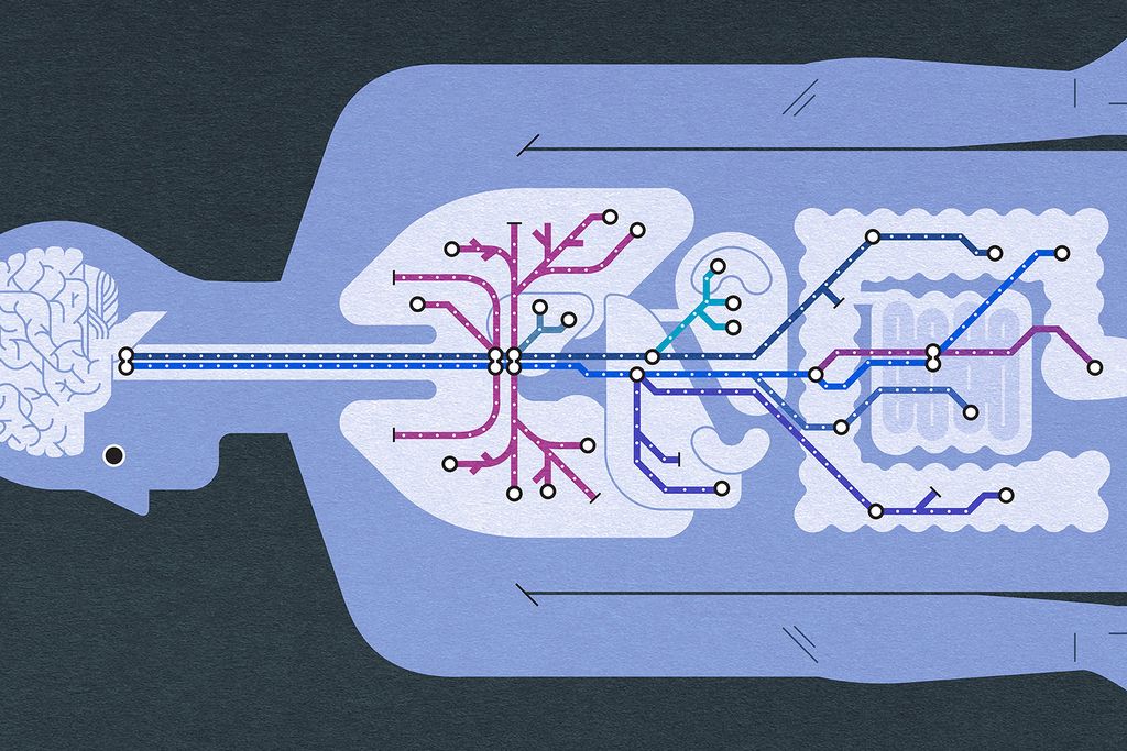 Vagus Nerve Graphic