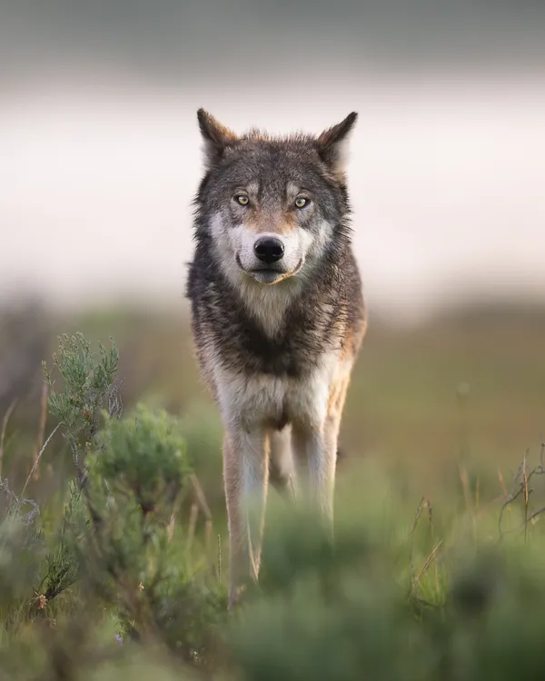 First Light thumbnail