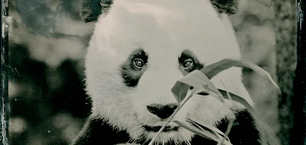 Go! Go! Smart Animals®, Panda