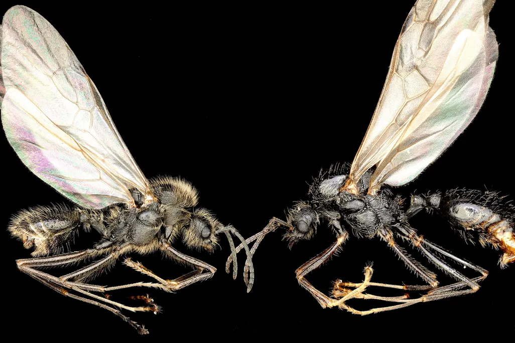 Two winged ants against black backdrop
