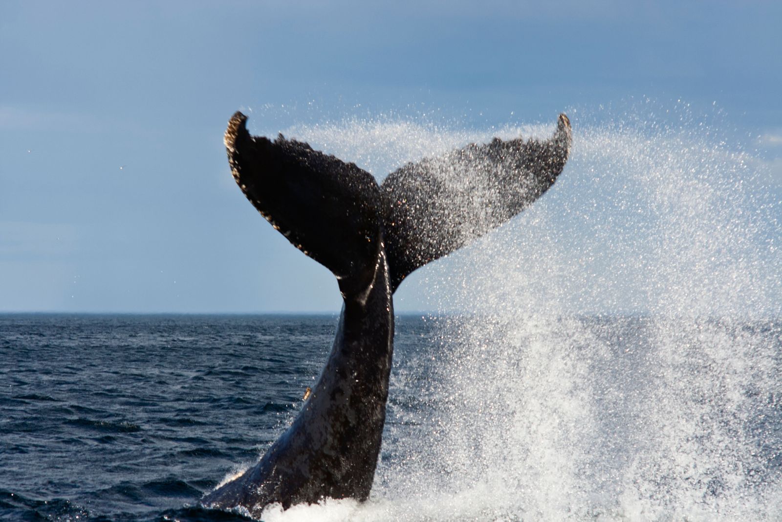 Today's Whales Are Huge, But Why Aren't They Huger? 