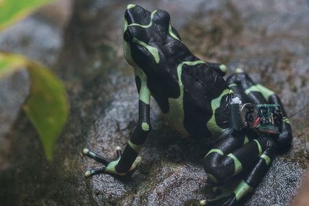 limosa-harlequin-frog-release.jpg