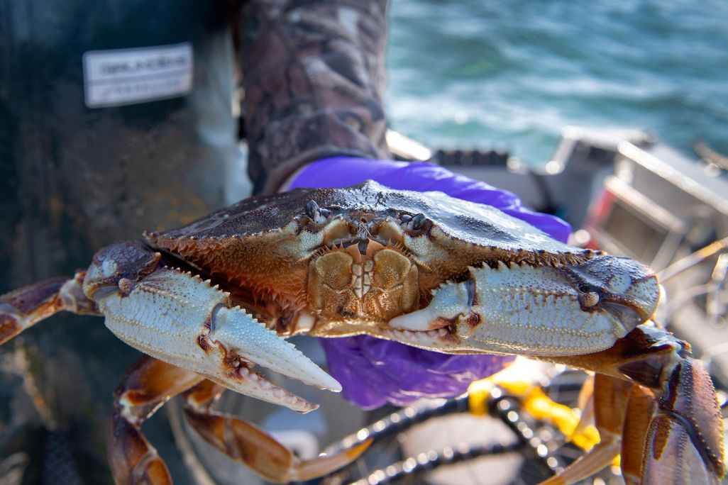 header-uncropped-crabby-about-hypoxia.jpg