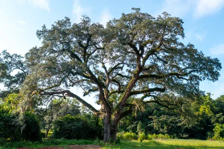 The&nbsp;Eutaw Springs witness tree is estimated to be 300 years old.