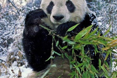 A giant panda sitting in a snowy landscape holds a piece of bamboo