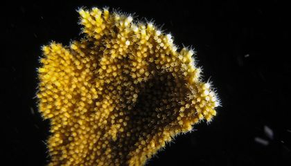 This Moonshot for Coral Breeding Was Successful