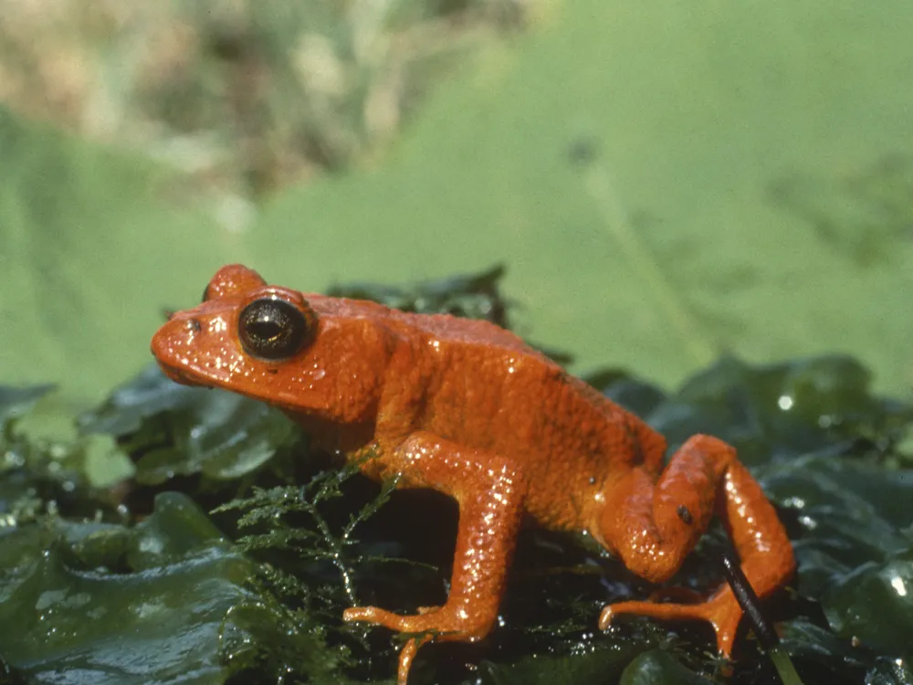 A golden toad (which looks orange) sits on green vegetation