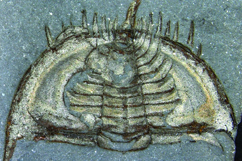 Rolly-polly trilobite